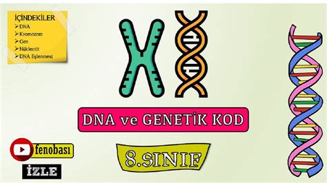 Dna ve genetik kod 8 sınıf slayt